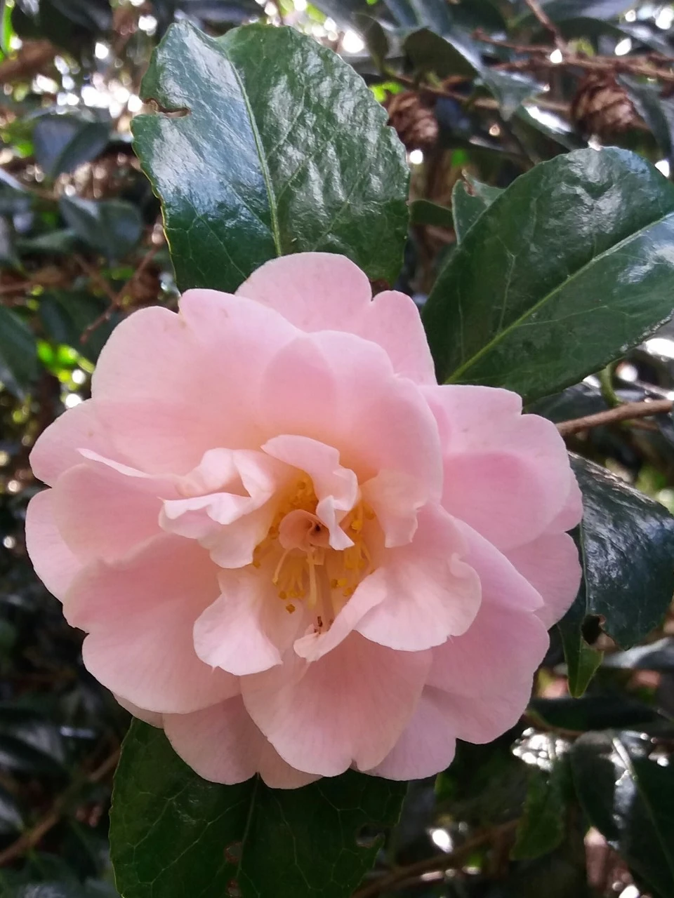 C. 'Nicky Crisp'